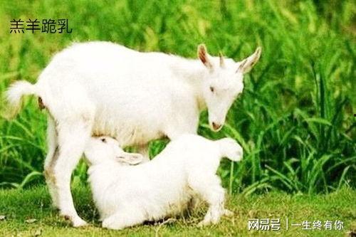 51cg热门今日吃瓜小羊没,今日吃瓜小羊，揭秘娱乐圈最新热点